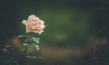 Bahçedeki pembe gül