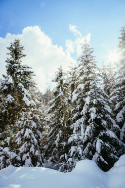 Dağlarda kış ormanı