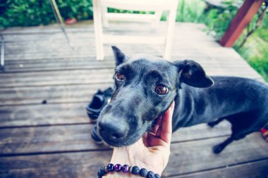  Evin eşiğinde sahibi olan bir köpek.