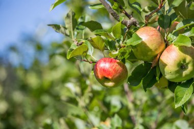  Ağaç dallarına elma asmak 