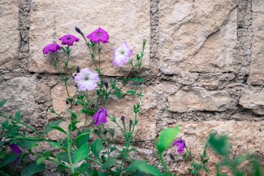 wild flowers against brick wall 