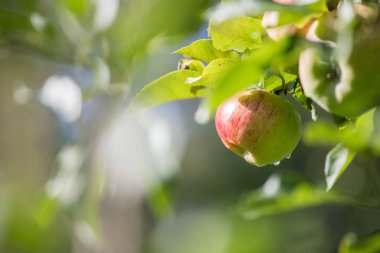  Ağaç dallarına elma asmak 