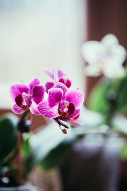 Çiçek açan tropikal orkide