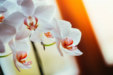 Çiçek açan tropikal orkide