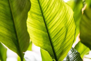 Arkaplanda yeşil yapraklar, kapat