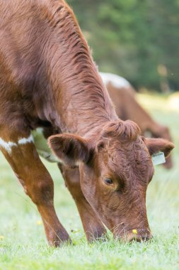 İnekler çayırlarda otluyor.