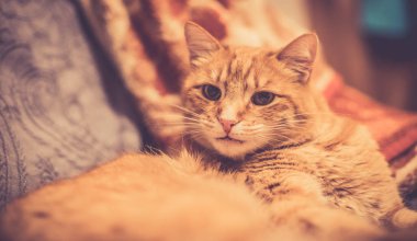 Arka planda sevimli kırmızı kedi.