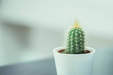 Pencere pervazındaki kaktüs, kapat.