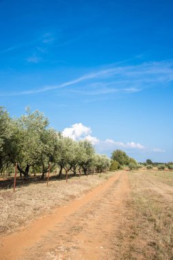 Taze tarla ve yeşil ağaçlar