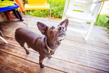 Evin eşiğinde sevimli bir köpek.