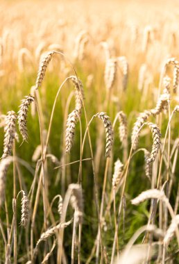  Sonbaharda olgunlaşmış buğday başakları