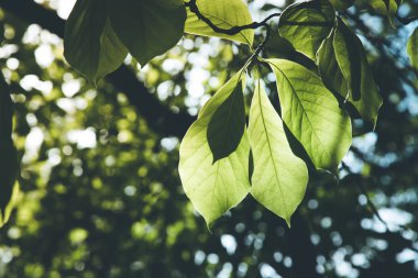 Kestane yaprakları ağaç dalında
