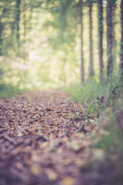 Yaprakları olan güzel bir sonbahar ormanı