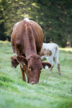 İnekler çayırlarda otluyor.