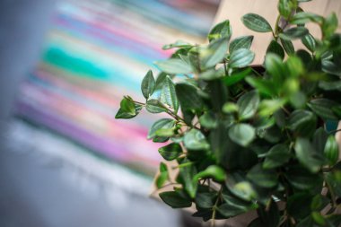 arka planda güzel yeşil yapraklar