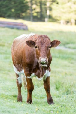 İnek çayırda otluyor.