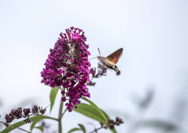 Çiçek arkaplanındaki kelebek, yaklaş