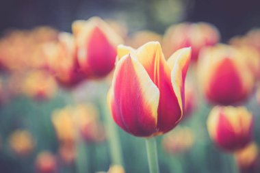 Güzel laleler yeşil bahçede