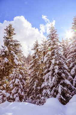 Dağlarda kış ormanı