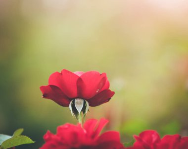 Bahçedeki kırmızı güller