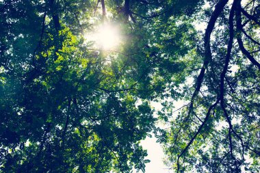 Ağacın altında ışık