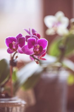 Çiçek açan tropikal orkide