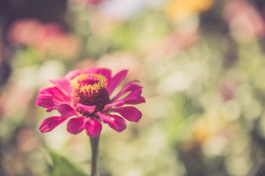 Güzel bir bahar çiçeğinin yakınında, Gerbera. 