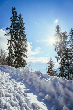 Dağlarda kış ormanı