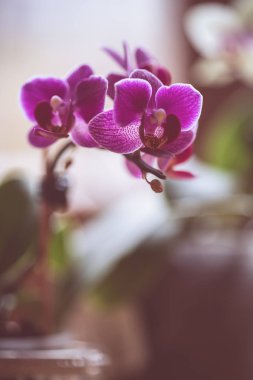 Çiçek açan tropikal orkide