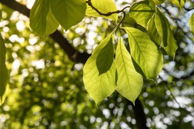Kestane yaprakları ağaç dalında