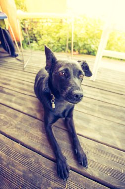 Evin eşiğinde sevimli bir köpek.
