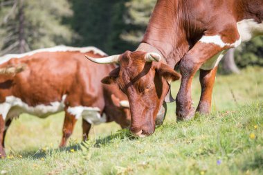 İnekler çayırlarda otluyor.