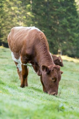 İnekler çayırlarda otluyor.
