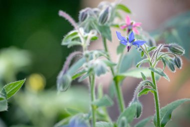 arka plan, üzerine güzel çiçekler yakın çekim