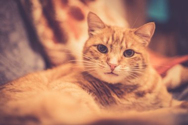 Arka planda sevimli kırmızı kedi.