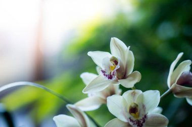 güzel orkideler yeşil arka planda çiçekler