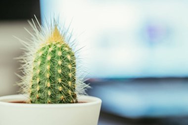 Pencere pervazındaki kaktüs, kapat.