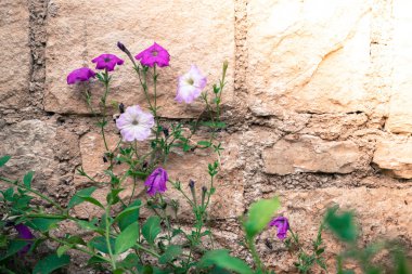 wild flowers against brick wall 