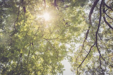 Doku veya yüzey için soyut arkaplan