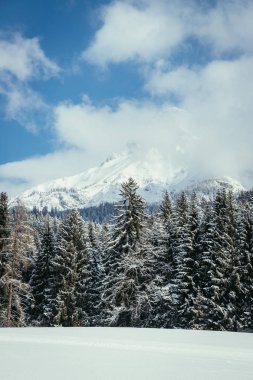 Dağlarda kış ormanı