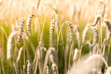  Sonbaharda olgunlaşmış buğday başakları