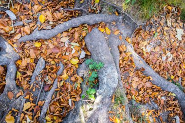Arka planda sonbahar yaprakları