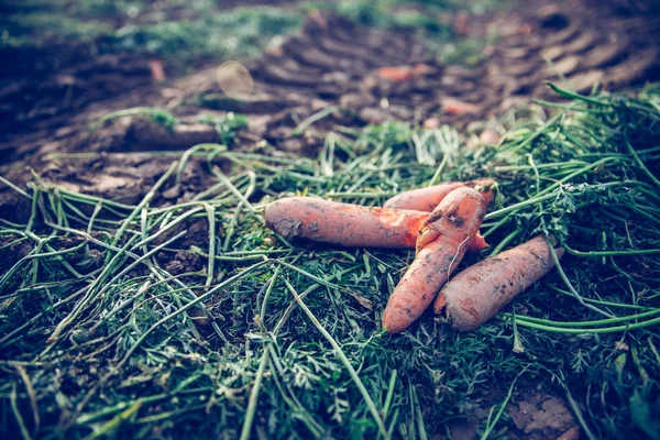 fresh red juicy carrots in the garden