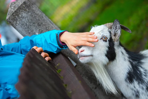 Roztomilá Malá Koza Zblízka — Stock fotografie