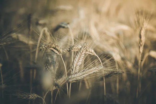 Pšeničné Uši Zemědělství Zemědělství — Stock fotografie