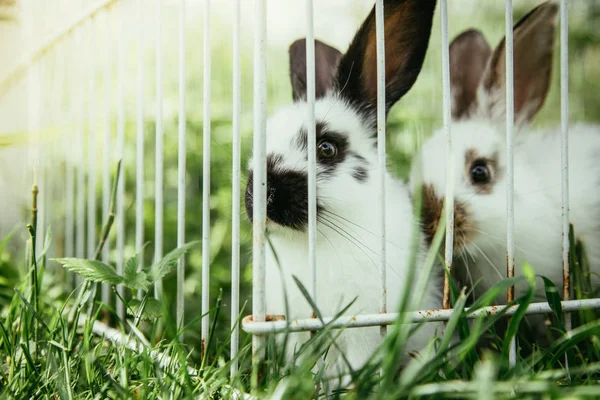 Niedliche Kleine Kaninchen Auf Grünem Gras Käfig — Stockfoto