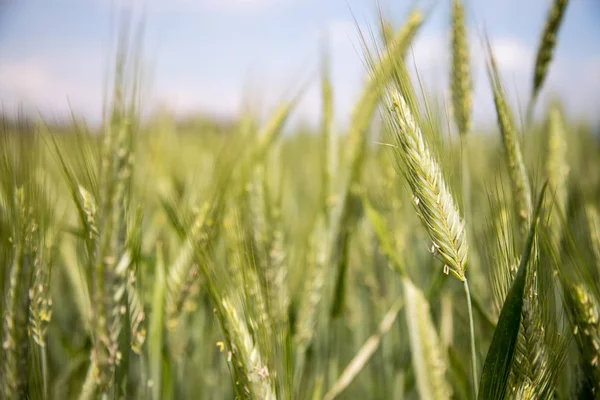 Pšeničné Pole Dopoledních Hodinách Pozadí — Stock fotografie
