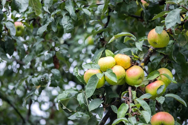 Manzanas Colgantes Las Ramas Del Árbol — Foto de Stock