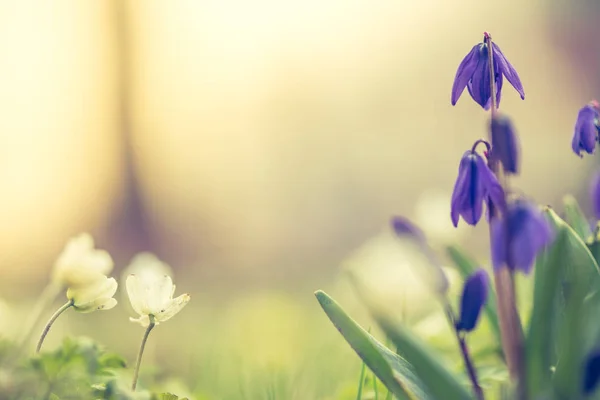 Gyönyörű Virágok Zöld Kertben — Stock Fotó