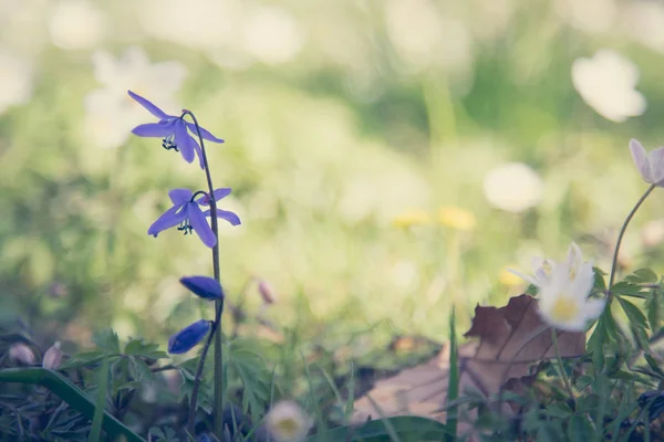 Belles Fleurs Dans Jardin Vert — Photo